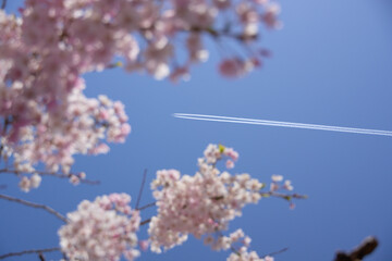 満開の桜に飛行機雲が飛ぶ