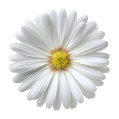 Elegant White Daisy Blossom on Black Background: A Symbol of Purity and Freshness