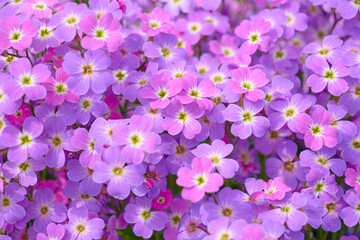 満開のムラサキナズナの壁紙