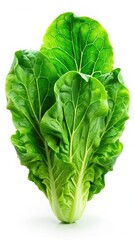 Fototapeta premium Fresh green lettuce leaves isolated on a crisp white background