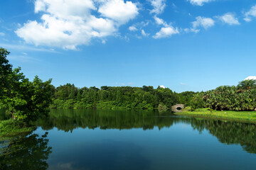 Fototapeta premium Lush greener around the pond in the park