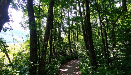 Forest Path Sunlight Through Trees