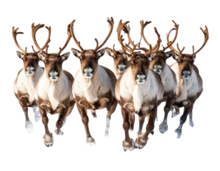  Santa’s Reindeer Herd Running in Snow, Side View, Transparent PNG