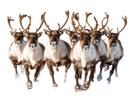  Santa’s Reindeer Herd Running in Snow, Side View, Transparent PNG