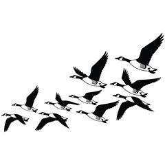 birds in flight