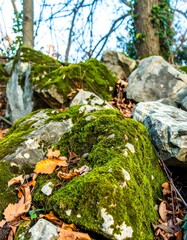 Obraz premium Forest Rocks Covered in Moss (1)
