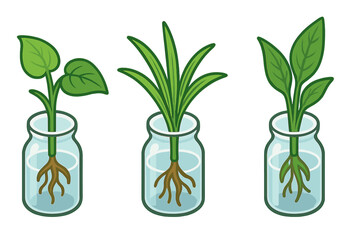 Isometric flat vector icons of houseplant propagation with cuttings of pothos, spider plant, peace lily, green leaf cuttings in glass jars, cartoon style, garden plant care