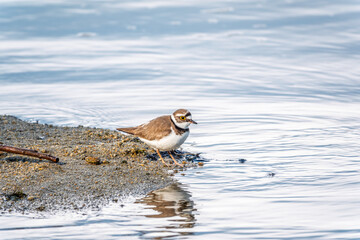 Little ringed plover (Charadrius dubius), bird standing on the lake shore