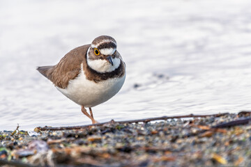 Little ringed plover (Charadrius dubius), bird standing on the lake shore