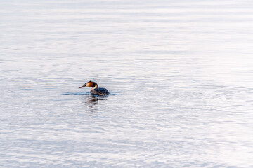 The waterfowl bird Great Crested Grebe swimming in the calm lake