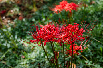 red flowers in the garden