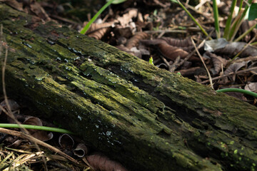 An old, rotten, and mossy log lying on the ground, illuminated by dappled sunlight. A natural Wabi-sabi background