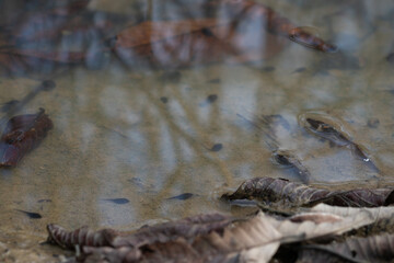 A school of tadpoles swimming in a shallow puddle with decaying leaves. An image of the life cycle and reproduction in nature.