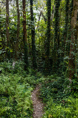 Fototapeta premium footpath in the woods