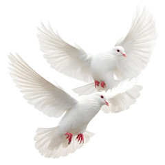 Fototapeta premium Two white doves soaring in unison against a stark black background image