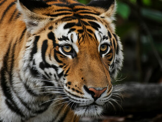 Fototapeta premium A detailed close-up portrait of a Bengal tiger in its natural jungle habitat. The image showcases the tiger’s sharp eyes, striped fur, and powerful presence, symbolizing strength, wilderness