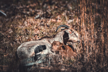 Mother and baby goat 