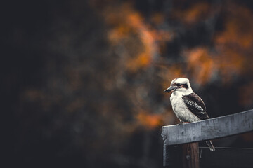 Kookaburra 
