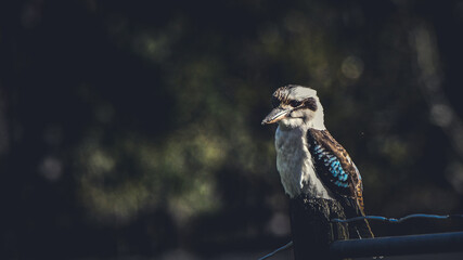 Kookaburra 