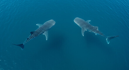Naklejka premium Two gray whales are swimming peacefully in blue ocean water, creating a sense of tranquility and wonder