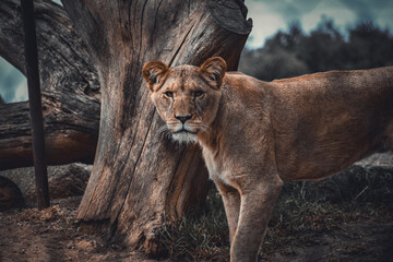 Lioness