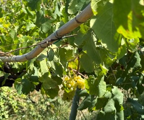 Italie , Cinque terre, Vernazza village typique de la Ligurie faisant partie des Cinque Terre