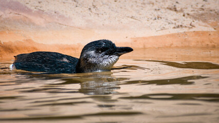 Fototapeta premium Little Penguin 