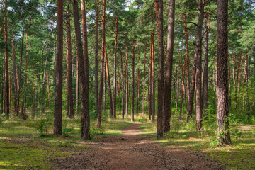 Pine forest in the forest park zone (Upper Park) on the Baltic Sea coast on a sunny summer day, Sestroretsk, Kurortny District, Saint Petersburg, Russia