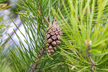 Symbol of Growth, Natures Cycle, and Resilience