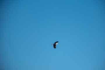 Fototapeta premium A single bird soaring gracefully through a vast, clear blue sky, captured in a minimalist composition that highlights the elegance of flight, freedom, and the serenity of nature on a sunny day.
