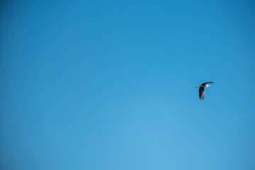 A single bird soaring gracefully through a vast, clear blue sky, captured in a minimalist composition that highlights the elegance of flight, freedom, and the serenity of nature on a sunny day.