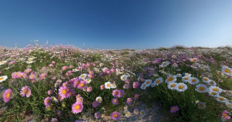 Obraz premium Panoramic hdr field of flowers nature 360 view