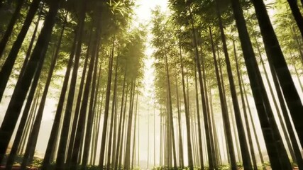 Sunlit bamboo forest path inviting exploration with gentle light filtering through lush green canopy