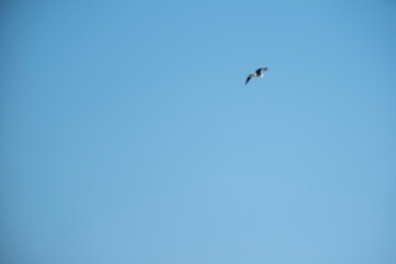 A single bird soaring gracefully through a vast, clear blue sky, captured in a minimalist composition that highlights the elegance of flight, freedom, and the serenity of nature on a sunny day.