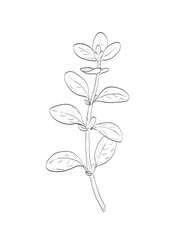 Drawing sketch style illustration of marjoram or Origanum majorana, an undershrub synonymous with oregano used as spice herb done in black and white line art on isolated white background.