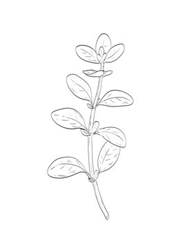 Drawing sketch style illustration of marjoram or Origanum majorana, an undershrub synonymous with oregano used as spice herb done in black and white line art on isolated white background.