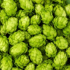 Fototapeta premium Hop Cones Close-Up