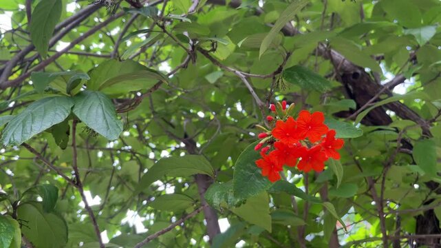 red cordia sebestena flower hanging on tree