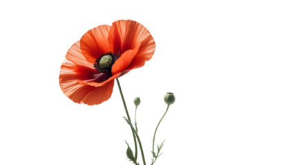 A striking red poppy flower on a transparent background, serving as a tribute for Veterans Day and Remembrance Day