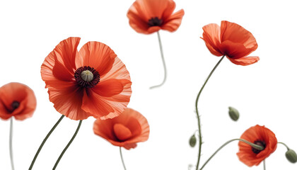 A lone red poppy displayed on a transparent background, symbolizing remembrance for those honored on Veterans Day and Remembrance Day