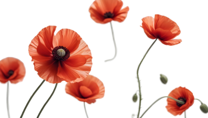 A lone red poppy displayed on a transparent background, symbolizing remembrance for those honored on Veterans Day and Remembrance Day