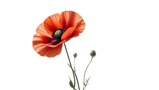 A striking red poppy flower on a transparent background, serving as a tribute for Veterans Day and Remembrance Day