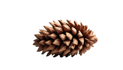 A pine cone resting on a transparent background, symbolizing late autumn in nature