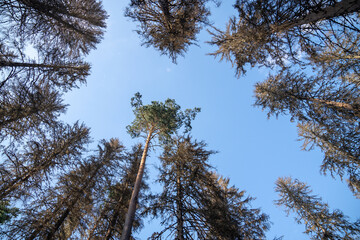 Coniferous trees killed by typographer beetle, needle loss and dried cracked trunks across affected zone. Forest devastation from insect invasion, widespread tree mortality, dry timber after pest