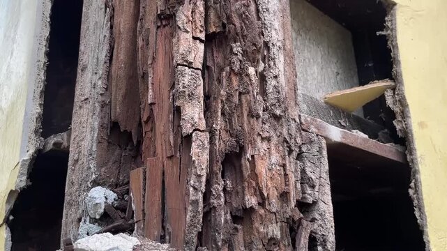 wooden pole of house were eaten by termites