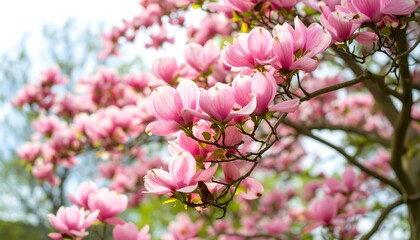 Obraz premium Blossoming magnolia tree