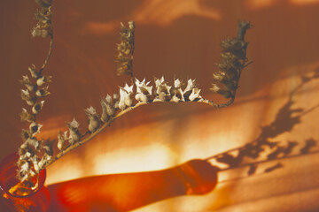 Obraz premium Bouquet of the dry flowers in the red vase on the table in the living room. Long shadow