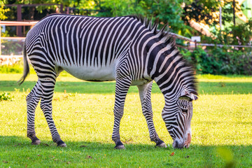 Grevy's zebra, lat Equus grevyi, also known as the imperial zebra eats green grass.