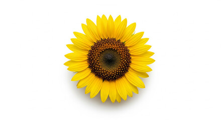 Fototapeta premium Bright yellow sunflower in full bloom, isolated transparent background