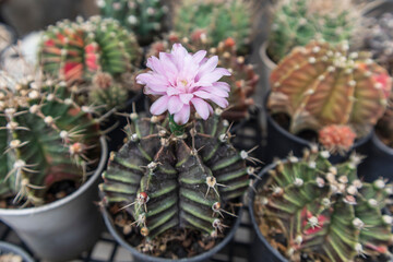 Gymnocalycium mihanovichii with flower or pink cactus flower in the garden